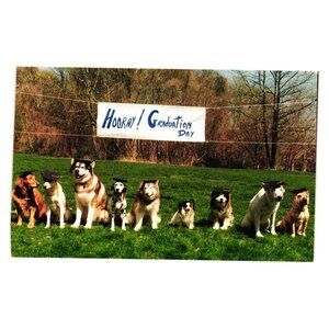 Hooray Graduation Day Dogs Postcard By North Shore Animal League Mary Bloom Rare